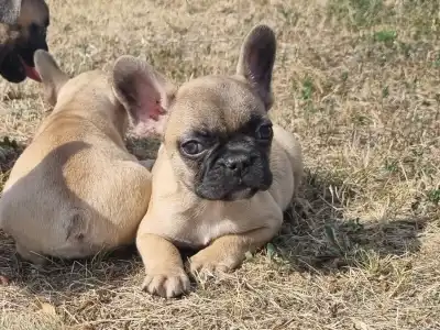 Bulldog francese - Hank