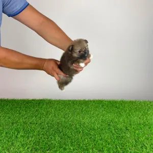 Pomeranian - Nessy