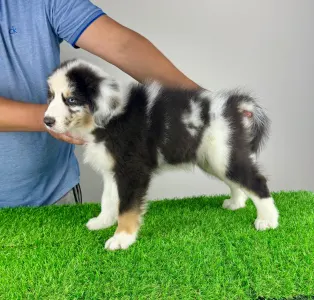 Australian Shepherd - Shaky