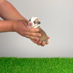 Pembroke Welsh Corgi - Yenna