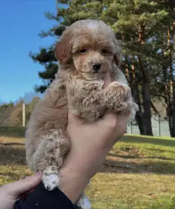 Мальтипу - Kalinka