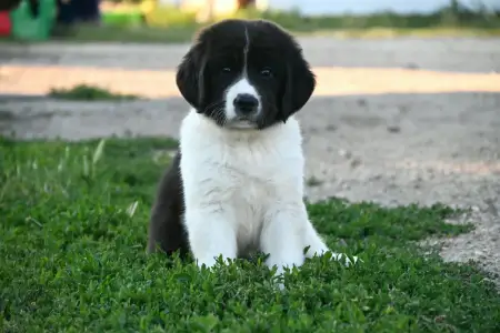 Landseer - Asami