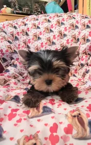 Yorkshire Terrier - Taboo (kisméretű / Small Size)