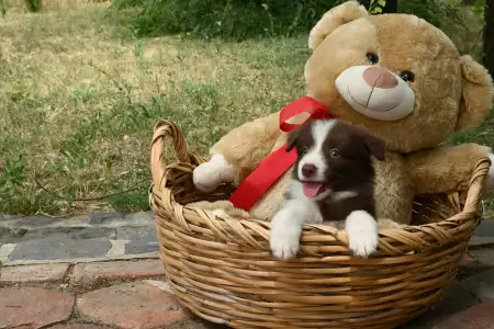 Border Collie - Dazzling Borders Beyond Dreams