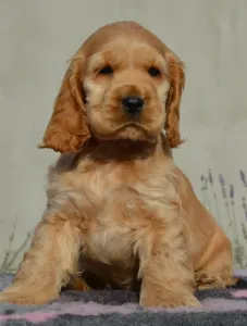 Angol Cocker spániel - Anney