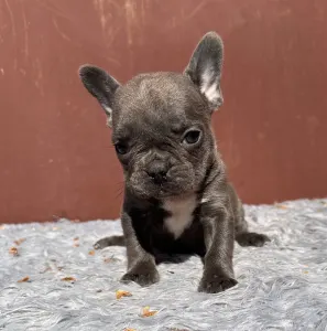 Французский бульдог - Selena