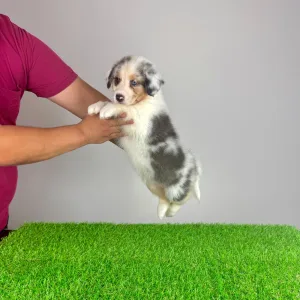 Australian Shepherd - Sillie