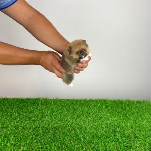 Pomeranian - Mandarin