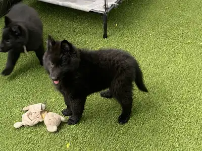 Malinois - Gerőcsvári Fiby