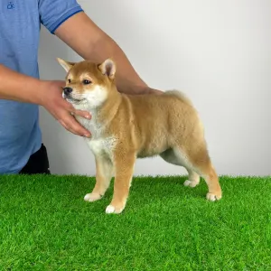 Shiba - Jana