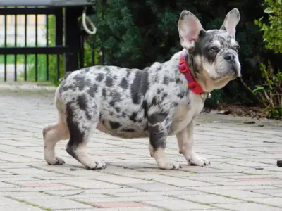 Francia bulldog - Ruby