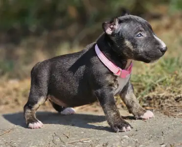 Miniatűr bullterrier - Paula 