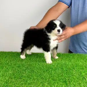 Australian Shepherd - Grudo