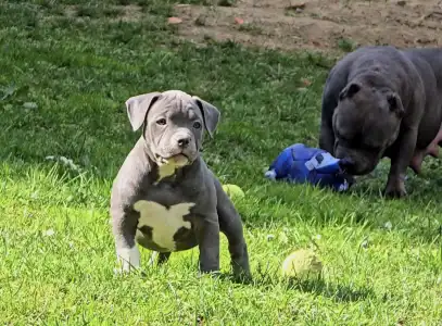 Amerikai Bully - Pocket - Ak Bully Simba/duxy