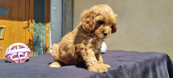 Cavapoo - Teddy