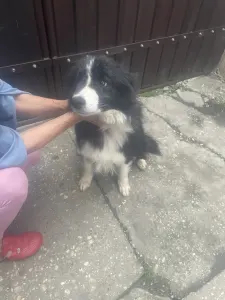 Border Collie - Lucifer