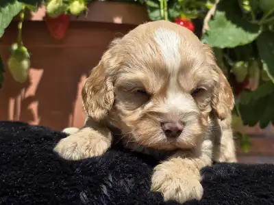 Cavapoo - Terence Hill