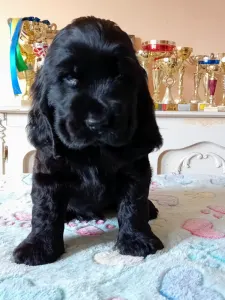 Cocker spaniel inglese - Magic