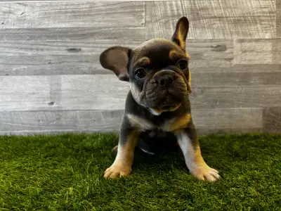 Französische Bulldogge - Thor