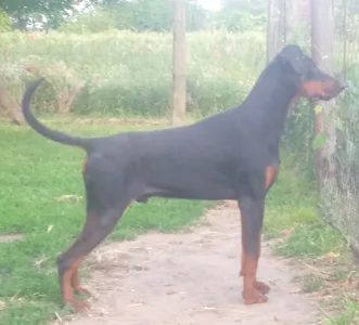 Dobermann - Johnson 
