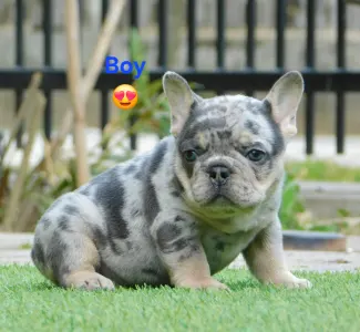 French Bulldog - Alex 