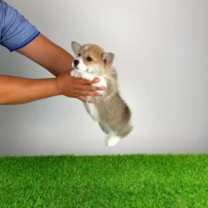 Welsh Corgi Pembroke - Cosima