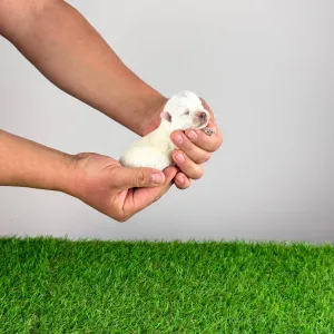 West Highland White Terrier - Kitty