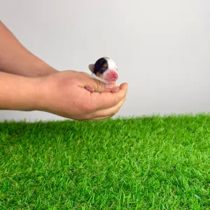 Biewer teriér - Oliver