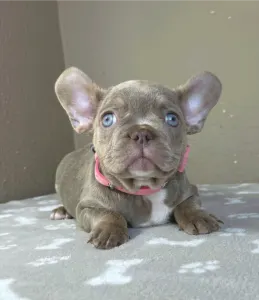 Французский бульдог - Maya