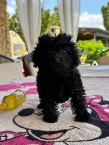 Poodle Toy - Raven