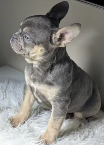 Buldog francuski - Andor