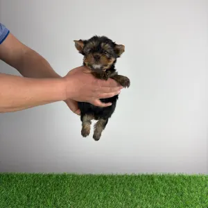 Yorkshire Terrier - Riffraff