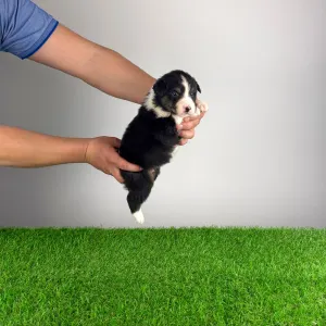 Ciobanesc Australian - Cash