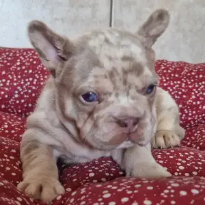 French Bulldog - New Shade Isabella Merle Tan Boy