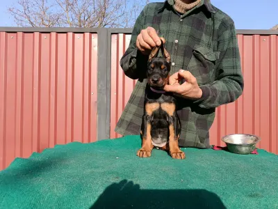 Доберман - Izodora 