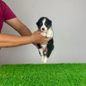 Australian Shepherd - Vectra 