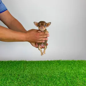Chihuahua - Gaby