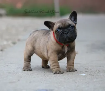 Francia bulldog - Yara