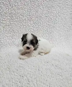 Bichon havanais - Monty