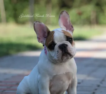 Bouledogue français - Xiara