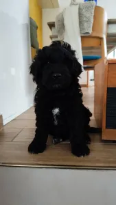 Portugál vízikutya - Balthazar Royal Black Stella Maris