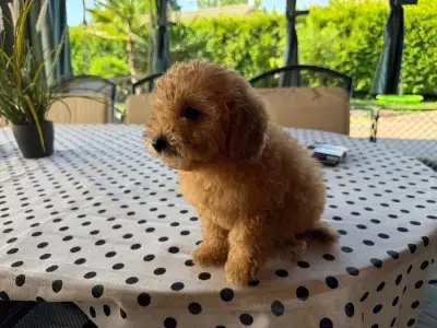 Poodle Toy - Toby