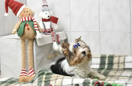 Biewer Terrier - Quartz