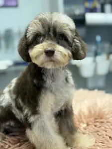 Zwergpudel - Bocaccio