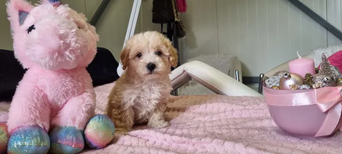 Maltipoo - Toffee