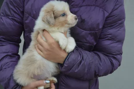 Border Collie - Blue