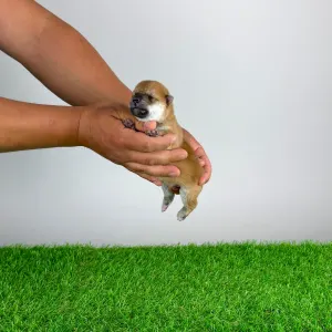 Shiba - Sachi