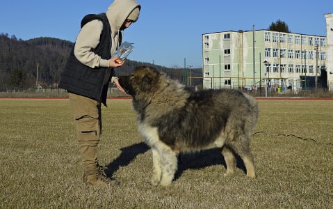 Caucasian Shepherd Dog - Sagir Russtil K.o.