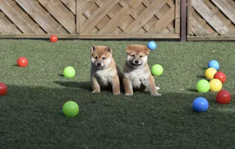 Shiba - Bravados Fugu