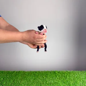 Boston terier - Gingo